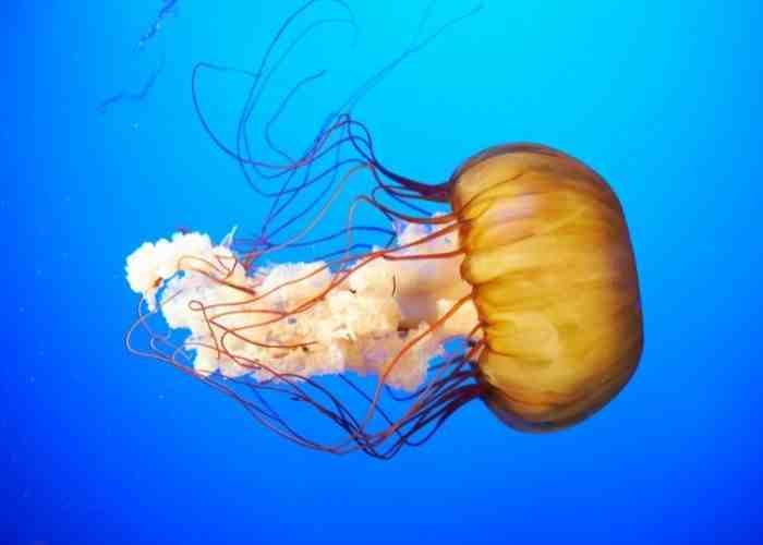 Est-ce que les méduses ont un cerveau ?