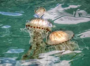 Lire la suite à propos de l’article Pourquoi meduse bord de mer